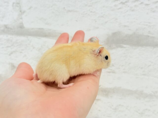 ドワーフハムスターの1種