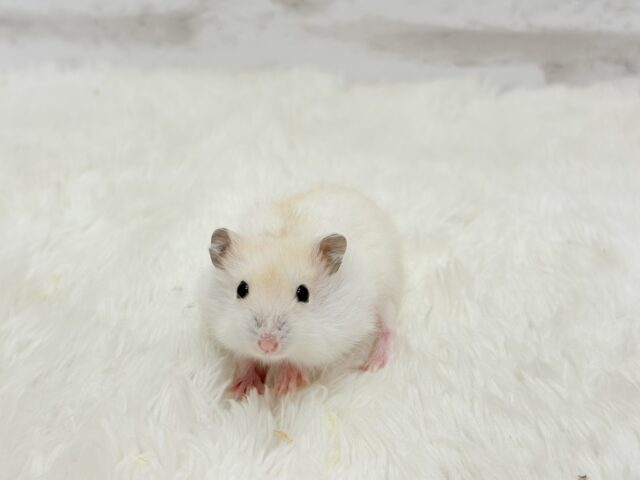 ドワーフハムスターの1種