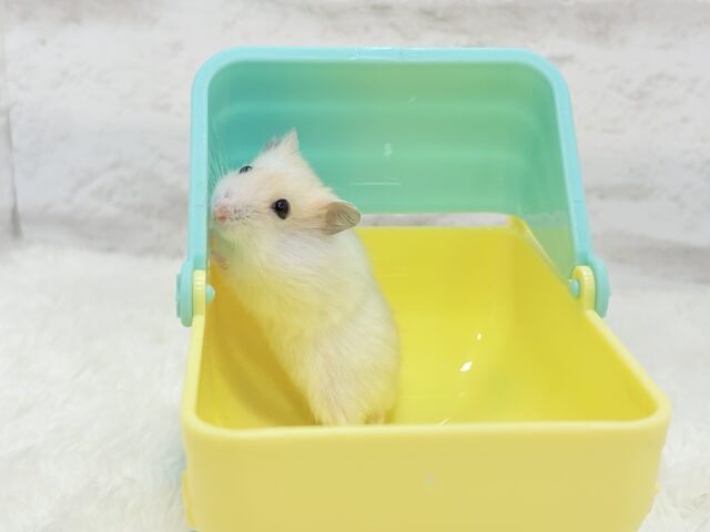 ドワーフハムスターの1種