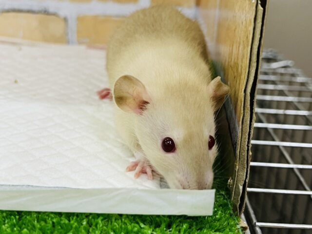 ファンシーラット