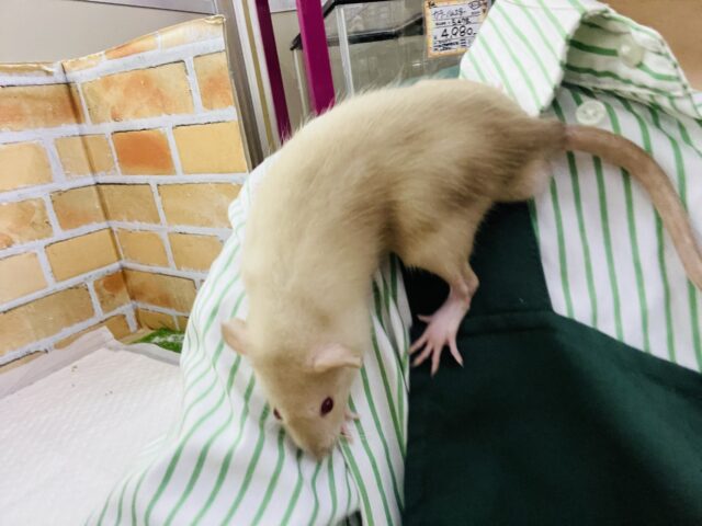 ファンシーラット