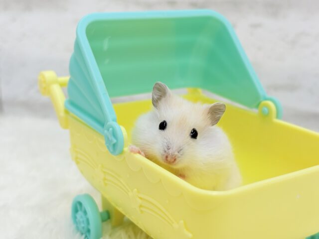 ドワーフハムスターの1種