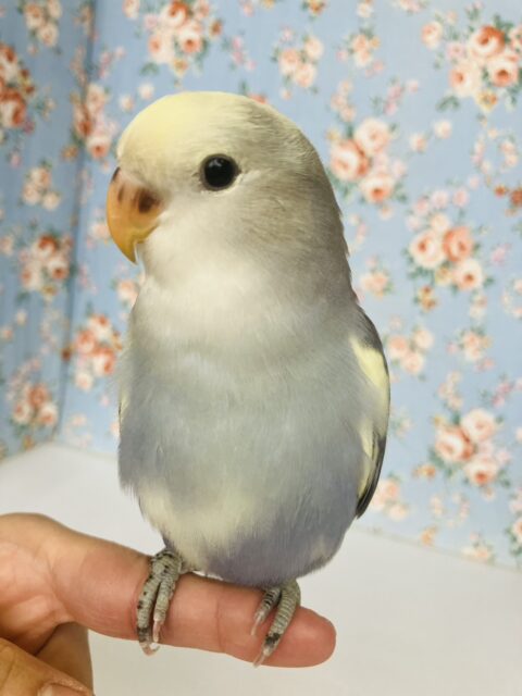 飛んで甘えるよ❤︎*ˊᵕˋ人が大好き❢❢手乗りコザクラインコさん(バイオレットパイド)💜🤍 コザクラインコ(小桜インコ)