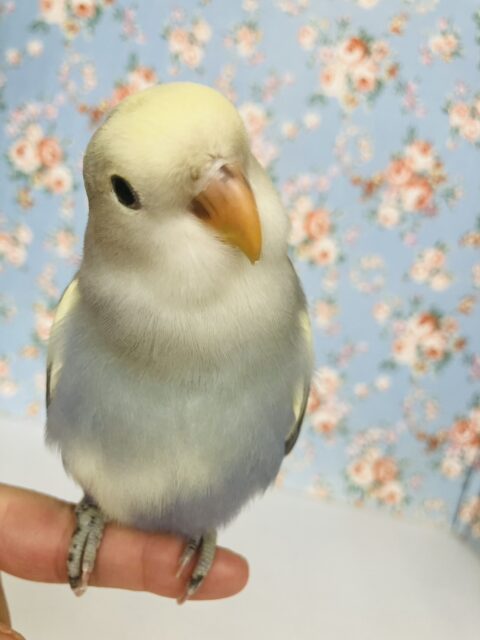 飛んで甘えるよ❤︎*ˊᵕˋ人が大好き❢❢手乗りコザクラインコさん(バイオレットパイド)💜🤍 コザクラインコ(小桜インコ)