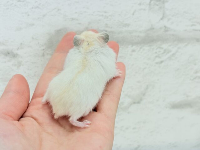 ドワーフハムスターの1種