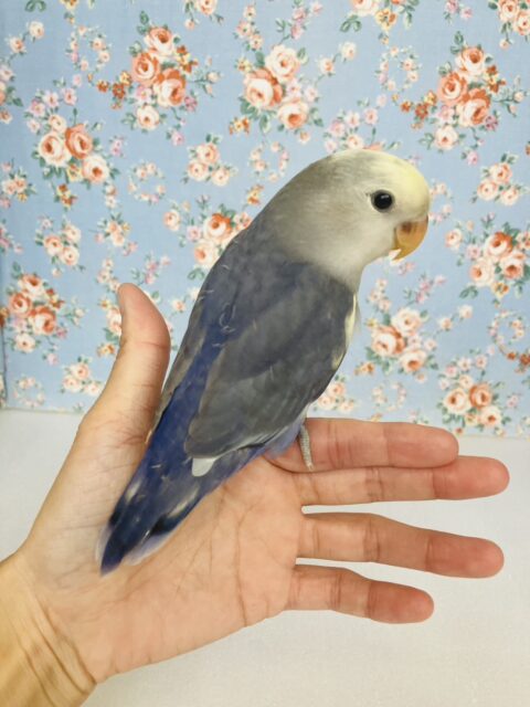 飛んで甘えるよ❤︎*ˊᵕˋ人が大好き❢❢手乗りコザクラインコさん(バイオレットパイド)💜🤍 コザクラインコ(小桜インコ)