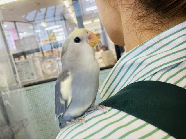 飛んで甘えるよ❤︎*ˊᵕˋ人が大好き❢❢手乗りコザクラインコさん(バイオレットパイド)💜🤍 コザクラインコ(小桜インコ)