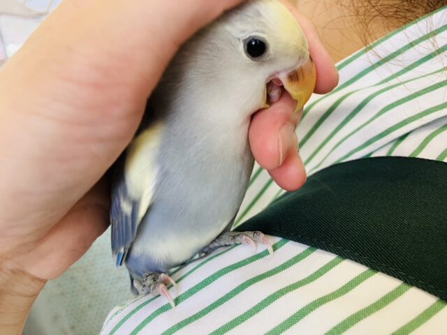 飛んで甘えるよ❤︎*ˊᵕˋ人が大好き❢❢手乗りコザクラインコさん(バイオレットパイド)💜🤍 コザクラインコ(小桜インコ)