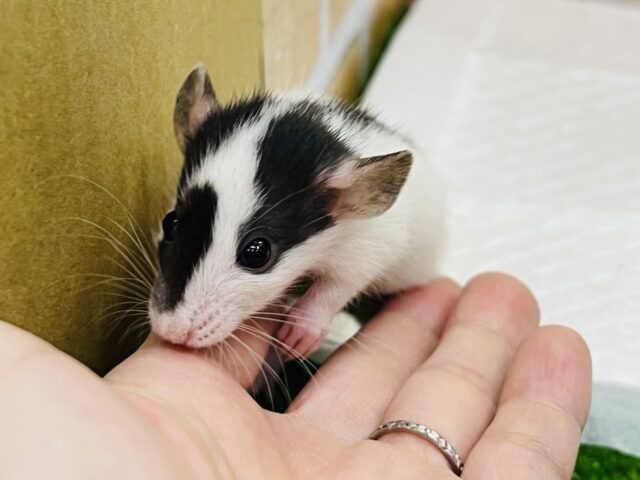 ファンシーラット