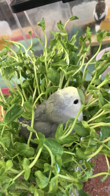 飛んで甘えるよ❤︎*ˊᵕˋ人が大好き❢❢手乗りコザクラインコさん(バイオレットパイド)💜🤍 コザクラインコ(小桜インコ)