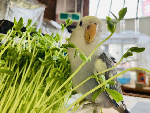 コザクラインコ（小桜インコ）