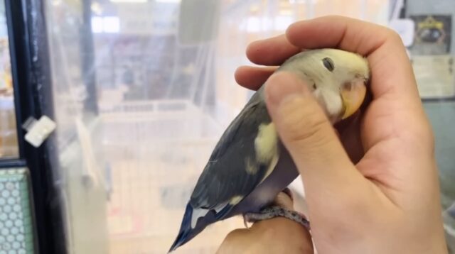 飛んで甘えるよ❤︎*ˊᵕˋ人が大好き❢❢手乗りコザクラインコさん(バイオレットパイド)💜🤍 コザクラインコ(小桜インコ)