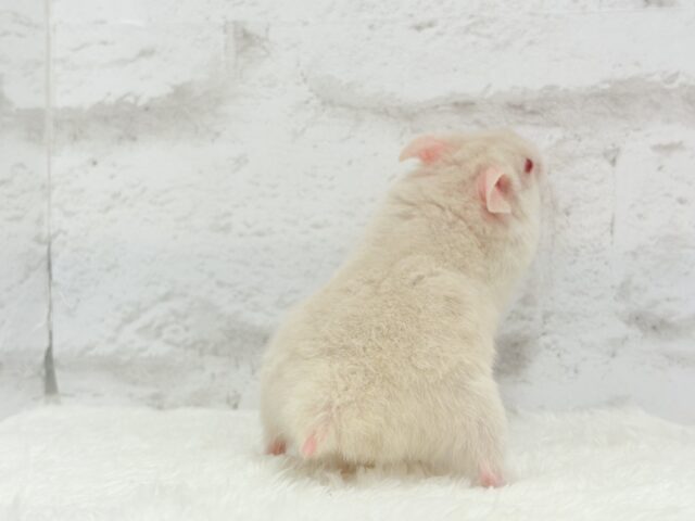 魅力的なもふふわちゃん🫧カラーハムスター(男の子) ゴールデンハムスター