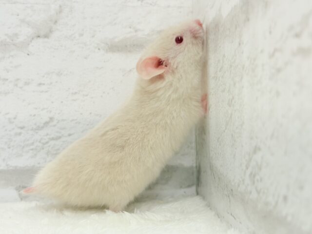 ゴールデンハムスター