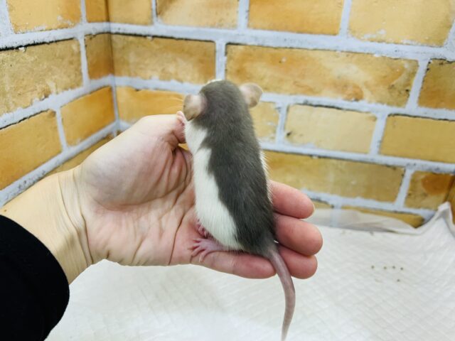 ファンシーラット