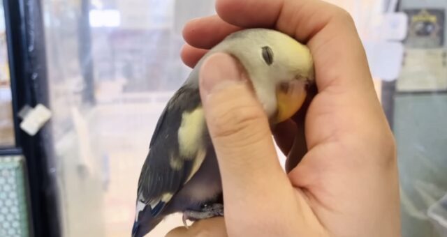 飛んで甘えるよ❤︎*ˊᵕˋ人が大好き❢❢手乗りコザクラインコさん(バイオレットパイド)💜🤍 コザクラインコ(小桜インコ)