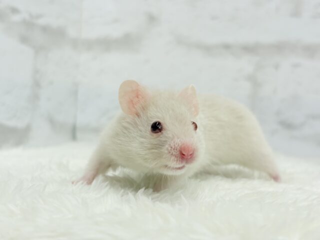 魅力的なもふふわちゃん🫧カラーハムスター(男の子) ゴールデンハムスター