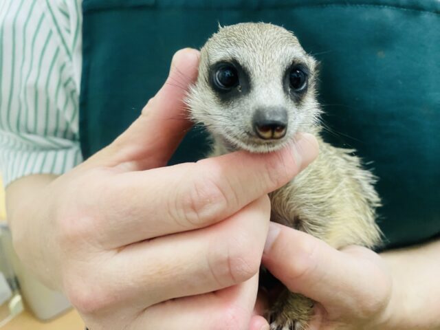 ミーアキャット