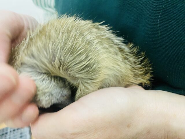 ミーアキャット