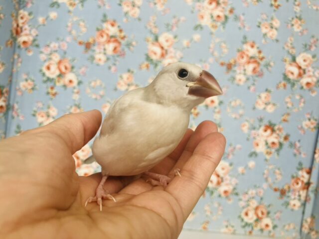 シルバー文鳥