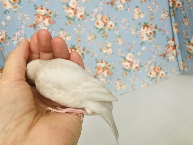 シルバー文鳥