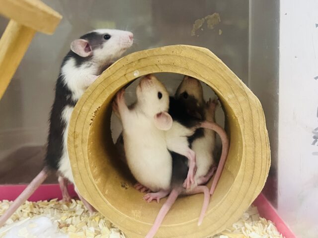 ファンシーラット