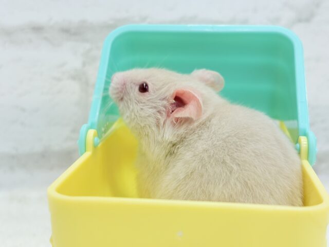 魅力的なもふふわちゃん🫧カラーハムスター(男の子) ゴールデンハムスター