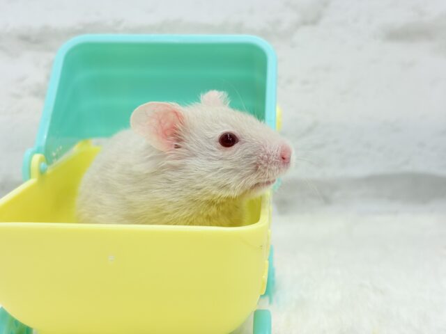 ゴールデンハムスター