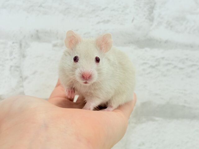 ゴールデンハムスター