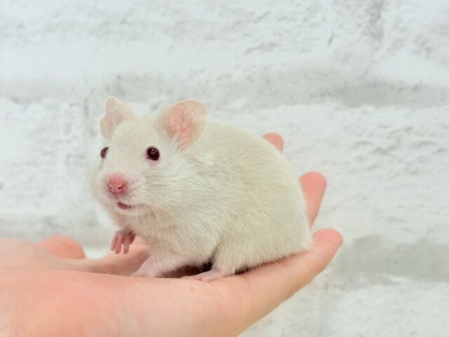 魅力的なもふふわちゃん🫧カラーハムスター(男の子) ゴールデンハムスター