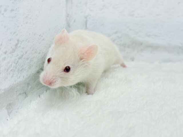 ゴールデンハムスター