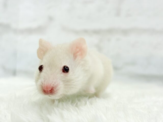 ゴールデンハムスター
