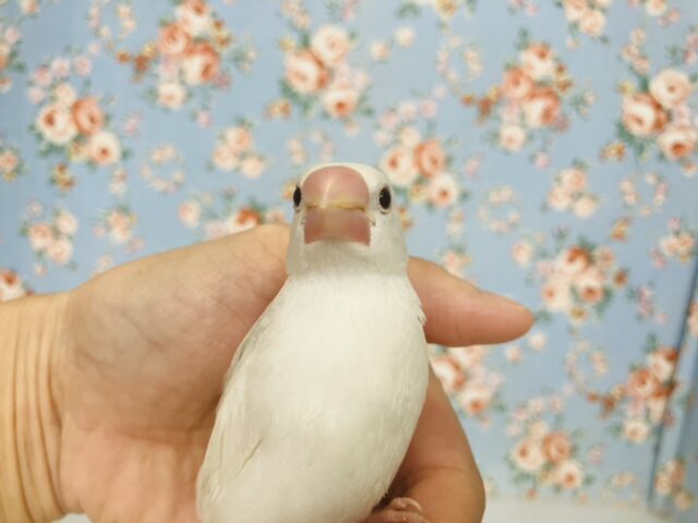 人が大好き❢❢🤍鮮やかにクチバシが色づきます💄✨白文鳥ちゃん🤍🤍 白文鳥