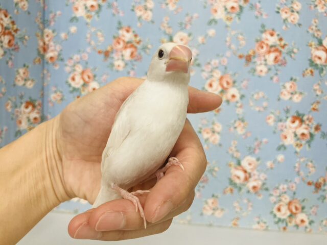 人が大好き❢❢🤍鮮やかにクチバシが色づきます💄✨白文鳥ちゃん🤍🤍 白文鳥