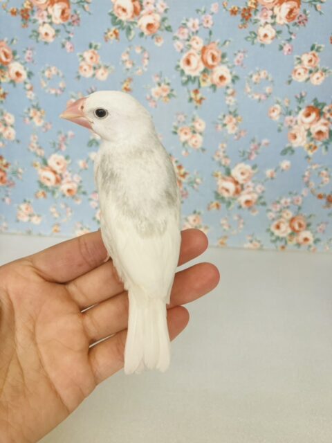 人が大好き❢❢🤍鮮やかにクチバシが色づきます💄✨白文鳥ちゃん🤍🤍 白文鳥