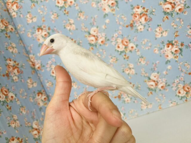 人が大好き❢❢🤍鮮やかにクチバシが色づきます💄✨白文鳥ちゃん🤍🤍 白文鳥