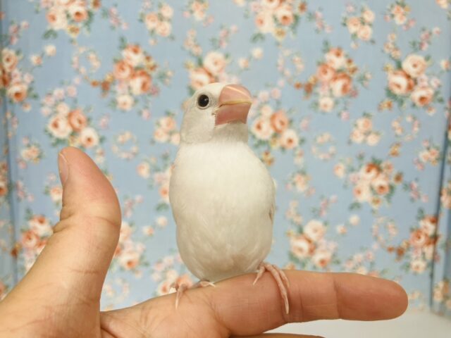 人が大好き❢❢🤍鮮やかにクチバシが色づきます💄✨白文鳥ちゃん🤍🤍 白文鳥