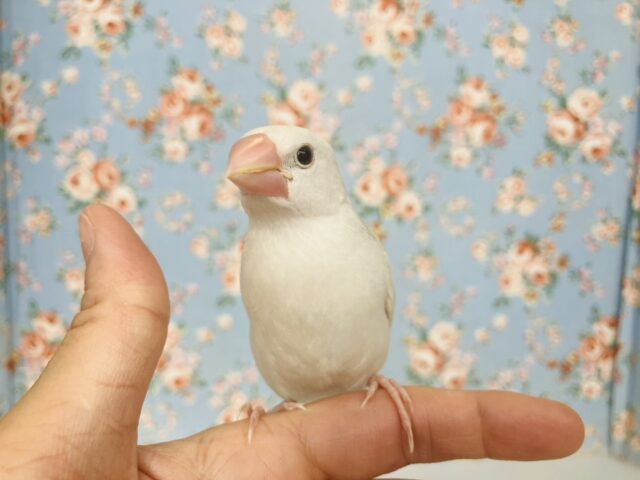 人が大好き❢❢🤍鮮やかにクチバシが色づきます💄✨白文鳥ちゃん🤍🤍 白文鳥