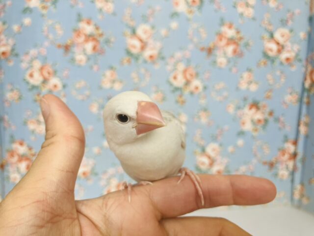 人が大好き❢❢🤍鮮やかにクチバシが色づきます💄✨白文鳥ちゃん🤍🤍 白文鳥