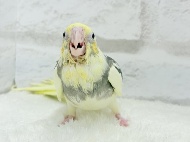 オカメインコ