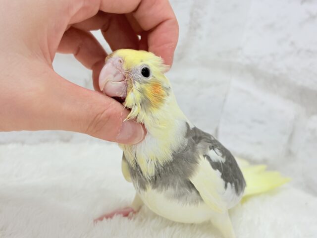 オカメインコ