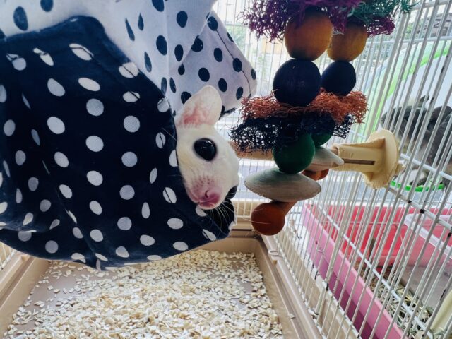 フクロモモンガ