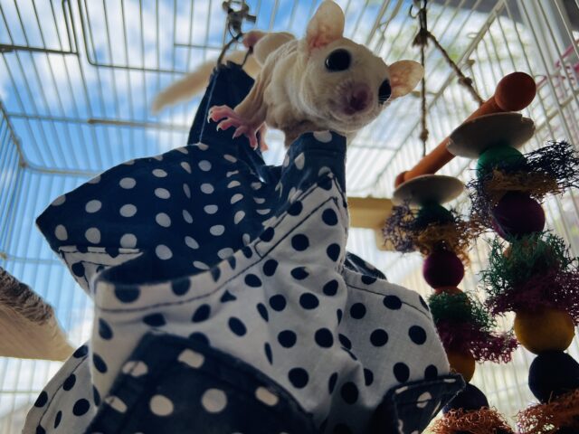 フクロモモンガ