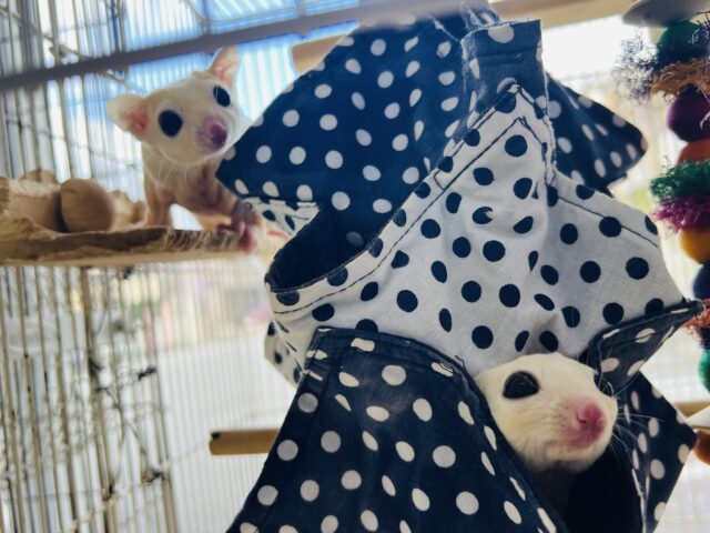 フクロモモンガ