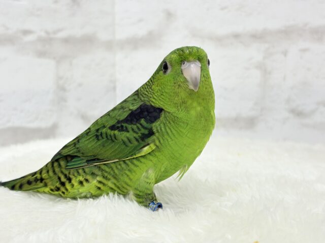 サザナミインコ