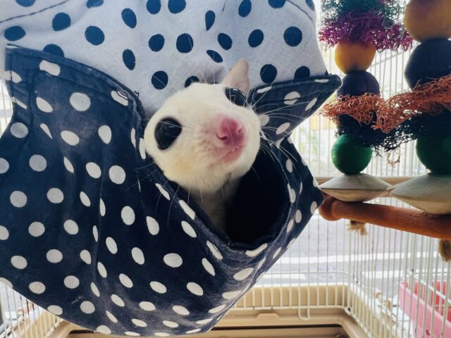 フクロモモンガ