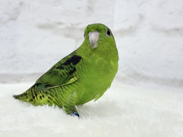 サザナミインコ