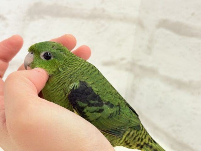 サザナミインコ