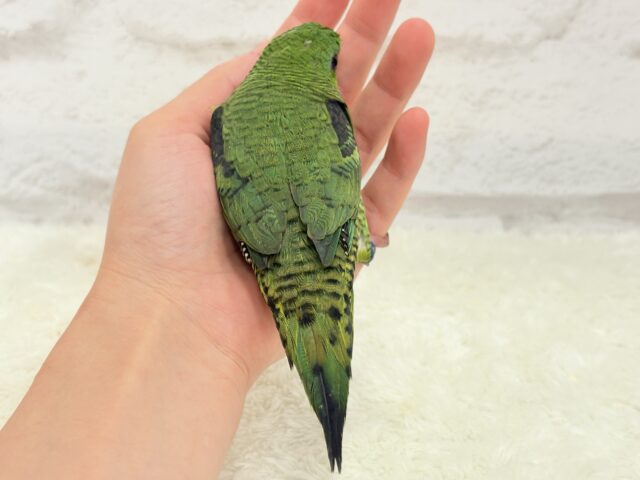 サザナミインコ