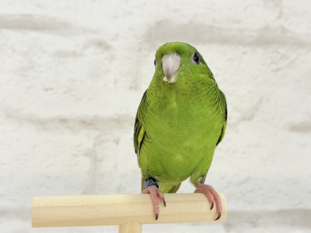 サザナミインコ